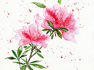 水彩插画－花卉系列
