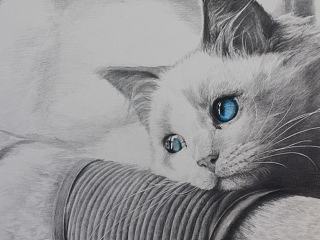 《静》主题系列素描作品二《蓝瞳の猫》