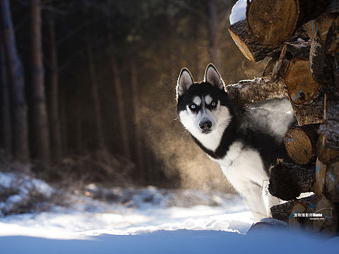 乌兰布统哈士奇 拉布拉多