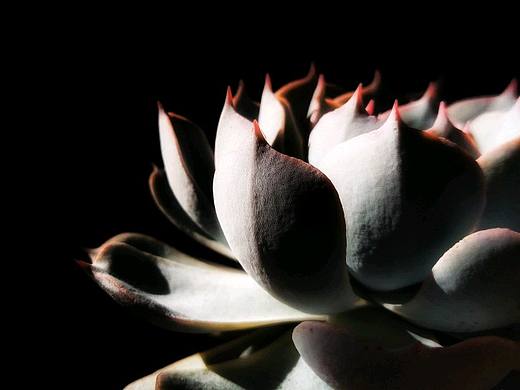 多肉·蓝石莲【手机摄影