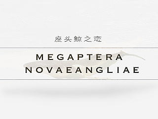 座头鲸之恋MegapteraNovaeangliae