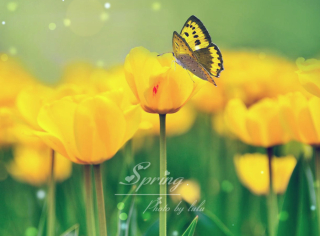 春Spring_chenlu3221-站酷ZCOOL