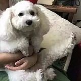 视觉设计史迪仔的头像
