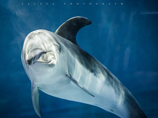 海洋公园（个人主页-ZMjEyMzYxMjQ=） - 宠物摄影 - 站酷设计师众生影原创素材 - 站酷ZCOOL