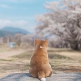 雨声Studio的头像