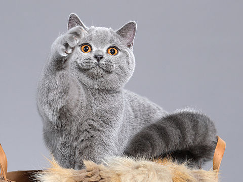 英国短毛猫