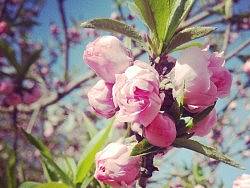 手机拍摄作品合集《那些年,那些花》