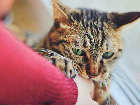 饼姐的迎接仪式