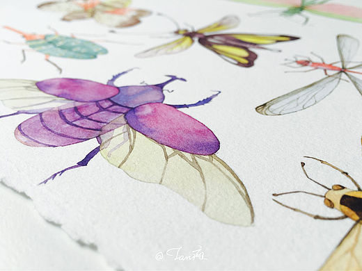 《昆虫》水彩手绘插画