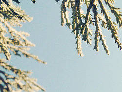 iphone摄影_凋花零草