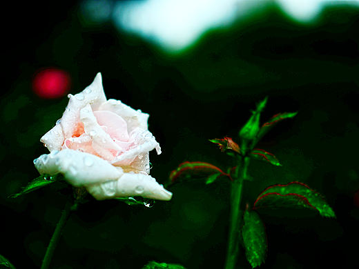 一组月季花,喜欢的推荐一下