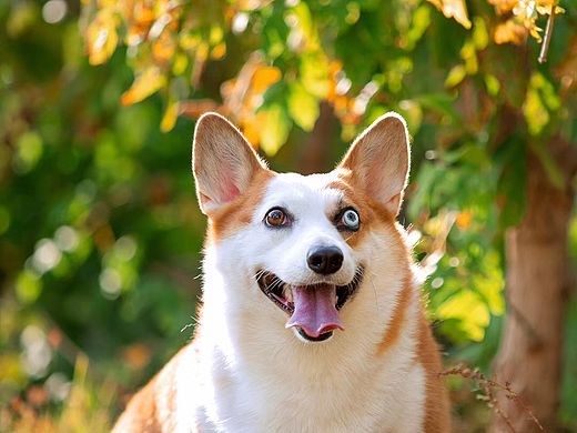 你一笑，世界都變了?。▊€人主頁-ZNDExNTc0MDQ=） - 寵物攝影 - 站酷設(shè)計師寵物風(fēng)尚攝影原創(chuàng)素材 - 站酷ZCOOL