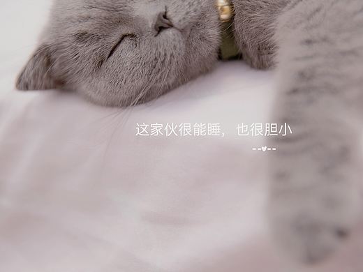 猫咪日常
