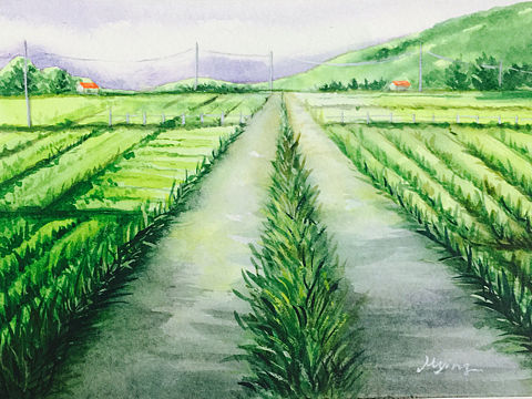 水彩风景 小品 练习画 绿色麦田 