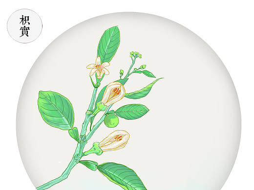 草本绘制（个人主页-ZMTc4NTAyNDA=） - 商业插画 - 站酷设计师swstuzi原创素材 - 站酷ZCOOL