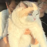 详情页勇士的头像
