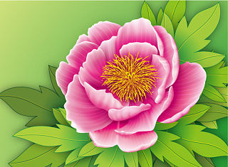牡丹花