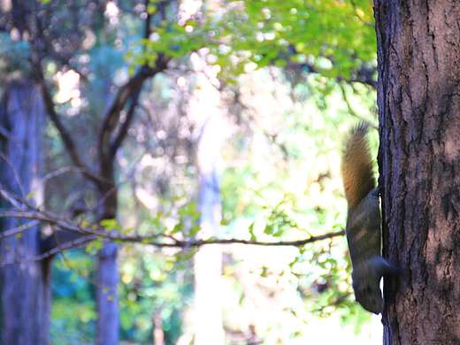 校园的那些小动物（个人主页-ZMTk1MzU2ODg=） - 风光摄影 - 站酷设计师汤可币原创素材 - 站酷ZCOOL