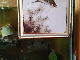 李旭东国画斗鱼，限量定制