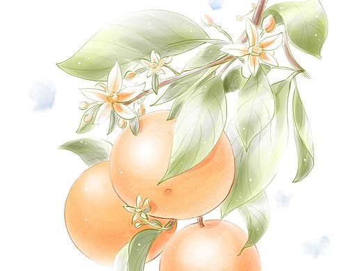 IPAD PRO画的一组花草商业插画，附带部分绘制过程视频