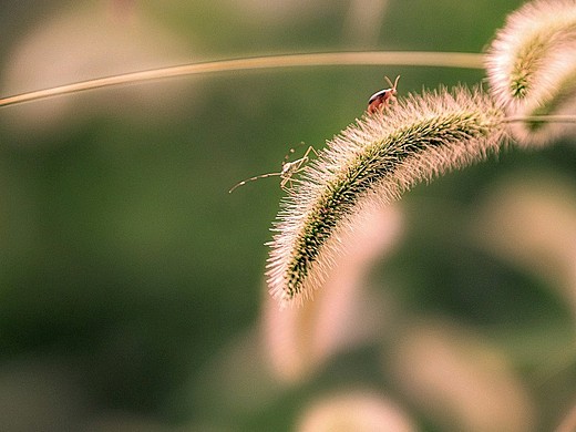 阳光下晶莹剔透的狗尾巴草