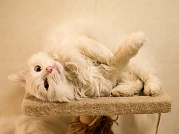 文藝奶爸最愛貓