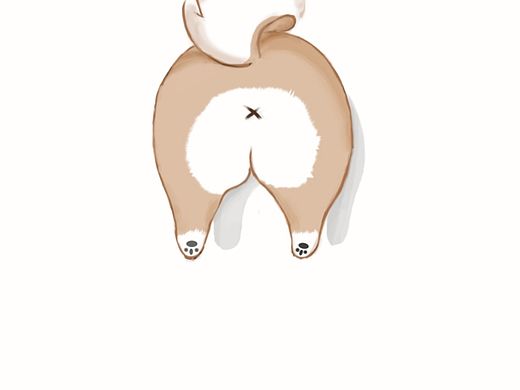 被二哈带歪的阿柴