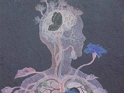 生长 器官——夜晚