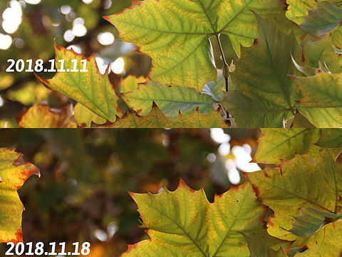 一片叶子的秋与冬