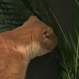 人间野枫的头像