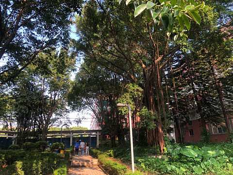 风景