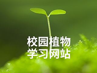 校园植物学校网站设计