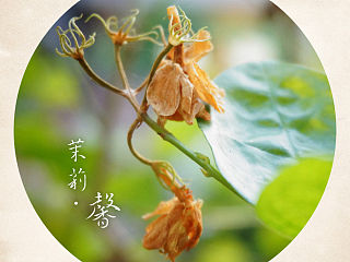 茉莉·馨