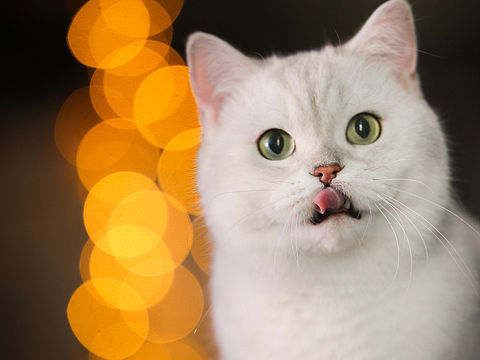 散景光斑与猫