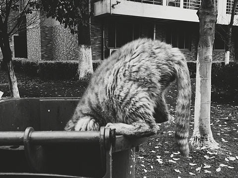 喵小姐（个人主页-ZMTU3NTYwNzI=） - 宠物摄影 - 站酷设计师OldWhale原创素材 - 站酷ZCOOL