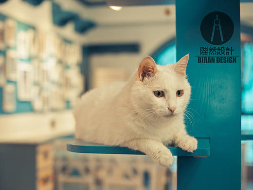 喵屋咖啡（实景）