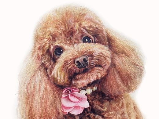 【彩铅宠物】泰迪犬