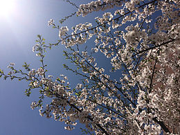 一树梨花压海棠