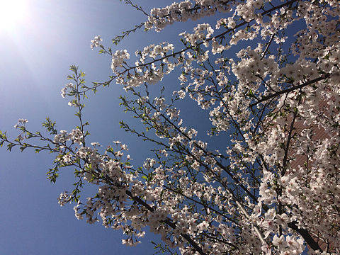 一树梨花压海棠
