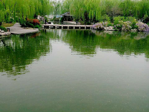 还记得大明湖畔的夏雨荷？