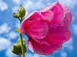 蜀葵（个人主页-ZMjQzMTMyOA==） - 风光摄影 - 站酷设计师艺海拾贝摄影原创素材 - 站酷ZCOOL