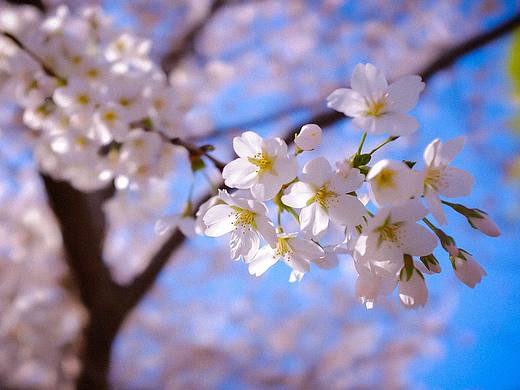Queenbees 春 |  3月樱花赞