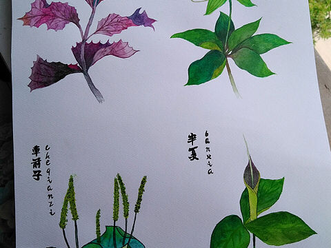 中药