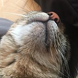 包几先生的头像