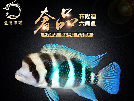 六间鱼的主图