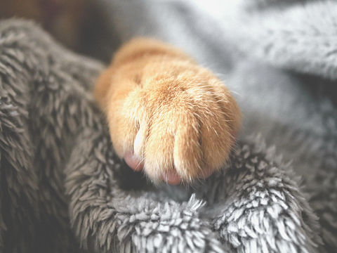 小猫