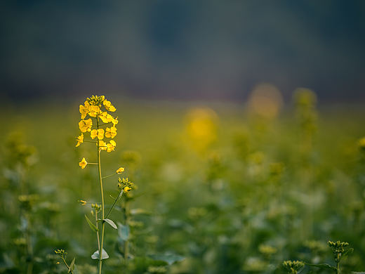 油菜花之行，只开了一朵