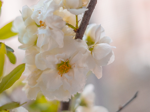 spring is long, spring is short