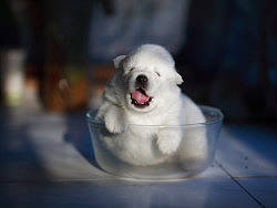 宠物狗狗 妮娜与它的孩子们