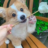 李二鸭的头像